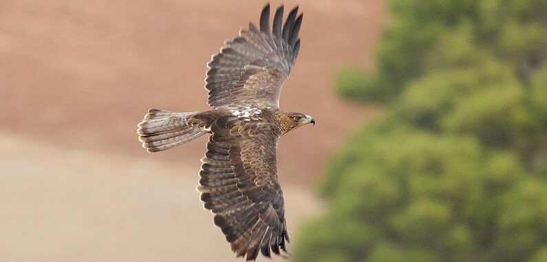 Un aigle de Bonelli. (Photo:  Gouvernement des îles Baléares/Wikimédia)