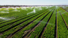 Le Sénat soutient l’interdiction pour la Chine d’acheter des terres agricoles aux États-Unis