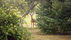 Les pompiers sauvent de la noyade une biche piégée dans une piscine de la Drôme