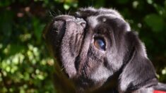 Un conducteur de train sauve une chienne égarée près d’une voie ferrée en Angleterre