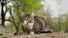 Nice: il attache son chat derrière son vélo et le traîne sur le béton chaud en roulant à vive allure