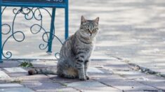 À Caudan dans le Morbihan, une opération de capture des chats errants va être menée