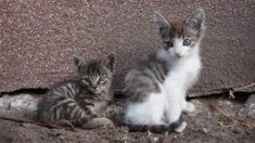 Il sauve quatre chatons après les avoir découverts dans un conteneur à déchets