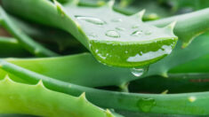 Aloe Vera : Premiers soins pour les hémorroïdes, la peau sèche, les brûlures, les plaies et plus encore