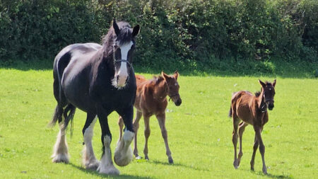 [Vidéo] Après avoir donné naissance à un poulain mort-né, une jument attristée «adopte» deux poulains de course orphelins