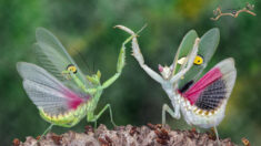 Photographie amusante: superbes photos des adorables danses de mantes religieuses