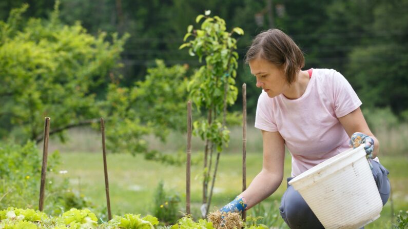 Ajouter du paillis autour des plantes et faire attention aux signes de stress peuvent aider à ce que les plantes restent hydratées et en bonne santé pendant les vagues de chaleur. (zlikovec/Shutterstock)