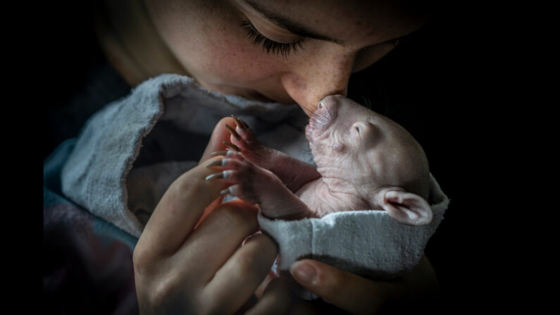 "Nose-to-nose" de Douglas Gimesy a remporté la catégorie Human/Nature. (Avec l'aimable autorisation du concours de photographie BigPicture Natural World et de bioGraphic)