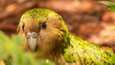 Avez-vous déjà vu un «perroquet-hibou»? Cet oiseau très étrange et très bruyant ne peut pas voler – il n’en reste que 250 dans le monde