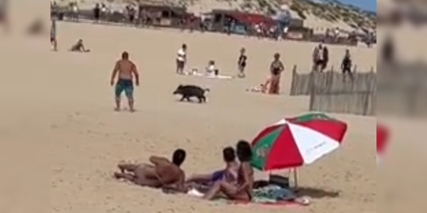 Un sanglier se promène sur la plage centrale de Vieux-Boucau dans les Landes, le 27 juillet 2023.  (Capture d'écran Facebook Isabelle Labesque Mansiet.)