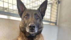 À la retraite, un chien policier de La Rochelle, nommé Thor, cherche un foyer