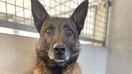 À la retraite, un chien policier de La Rochelle, nommé Thor, cherche un foyer