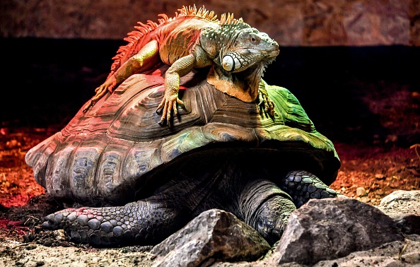 Un iguane vert est assis sur une tortue géante d'Aldabra au parc zoologique de Lille, en 2019. Illustration. (Photo PHILIPPE HUGUEN/AFP via Getty Images)