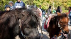 Paris: les parcs municipaux ne proposeront plus de balades à poney