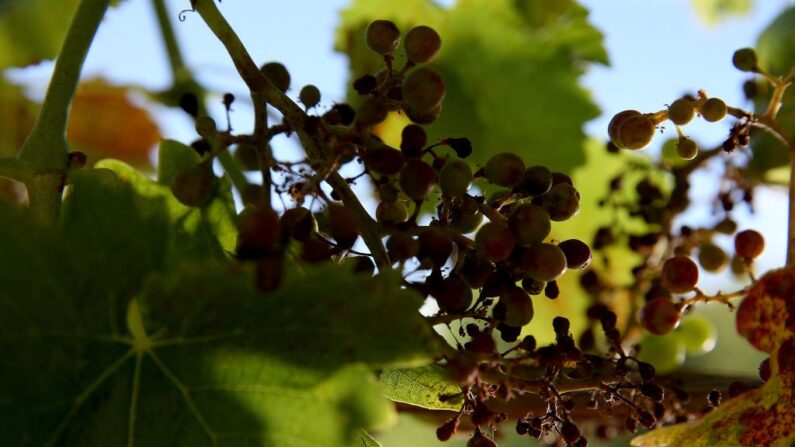 Cette photographie prise le 13 juillet 2023 montre des raisins  contaminés par le mildiou dans le sud-ouest de la France. (Photo ROMAIN PERROCHEAU/AFP via Getty Images)