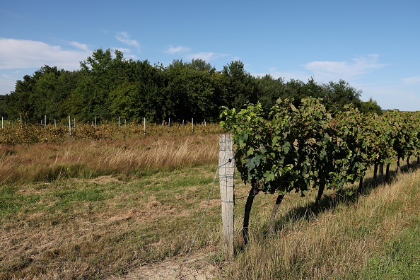 Vigne en jachère touchée par le mildiou, à Targon, le 13 juillet 2023. (Photo ROMAIN PERROCHEAU/AFP via Getty Images)