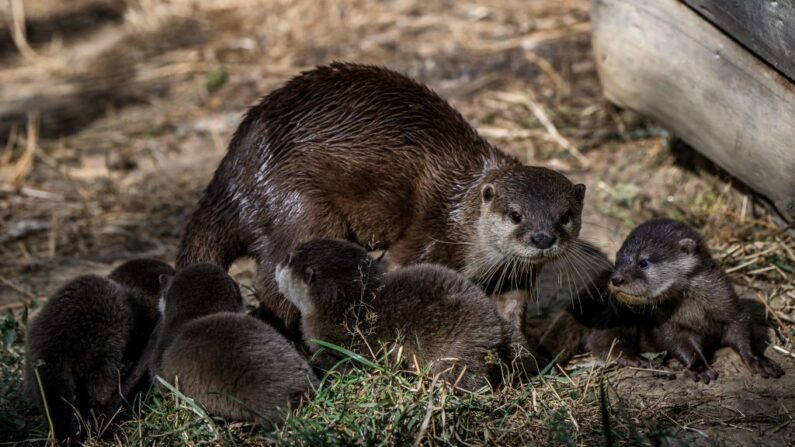 (Photo JEFF PACHOUD/AFP via Getty Images) 