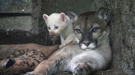 Nicaragua : un rarissime puma albinos est né dans un zoo