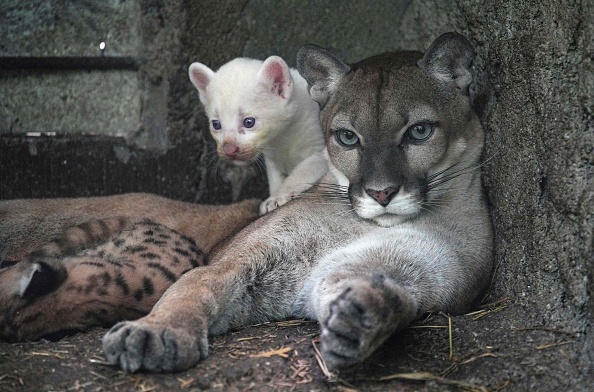 Un puma albinos de quatre semaines, né en captivité et considéré comme une espèce menacée, joue avec sa mère au zoo Thomas Belt à Juigalpa, au Nicaragua, le 23 août 2023. (Photo OSWALDO RIVAS/AFP via Getty Images)