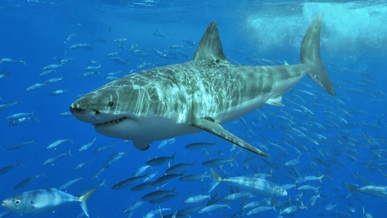 Un grand requin blanc - Photo par Terry Goss, CC BY 2.5