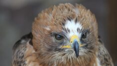 Lozère: un jeune couple d’aigle botté repéré dans le parc national des Cévennes