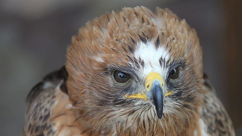 Un aigle botté. (Photo: Barni1/Pixabay)