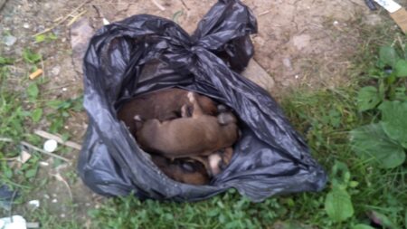 Il découvre six chiots nouveau-nés jetés vivants à la poubelle dans les Alpes-de-Haute-Provence