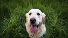 Un golden retriever dévore le passeport du fiancé… leur mariage en Italie menacé