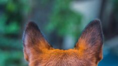 Laissé seul sur une terrasse en pleine canicule par son propriétaire parti en vacances, le chien saute dans le vide et trouve la mort