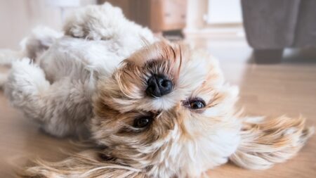 Un agent immobilier arrêté en Iran pour avoir vendu une maison à un chien