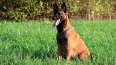 Seine-Saint-Denis: un malinois retrouvé mort pendu à la grille d’un lycée à Drancy