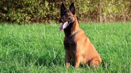 Seine-Saint-Denis: un malinois retrouvé mort pendu à la grille d’un lycée à Drancy