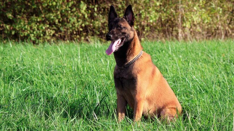 Un malinois. (marchalluc/Pixabay)