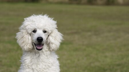 Italie: un mafieux napolitain interpellé grâce à un caniche