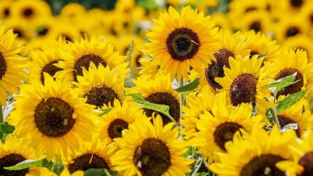 Un agriculteur du Kansas offre un bouquet très spécial de 1,2 million de tournesols à sa femme