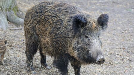 Toto, un sanglier adopté, est aujourd’hui menacé d’euthanasie, la population se mobilise pour le sauver