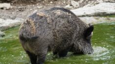 «Il nageait très vite dans notre direction»: un pêcheur surpris par un sanglier, à 3 km au large de Saint-Malo