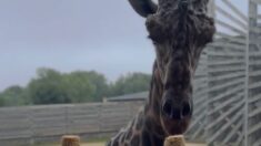 Mondial-2023: Obano la girafe pronostiqueuse mise sur les Bleus contre l’Uruguay