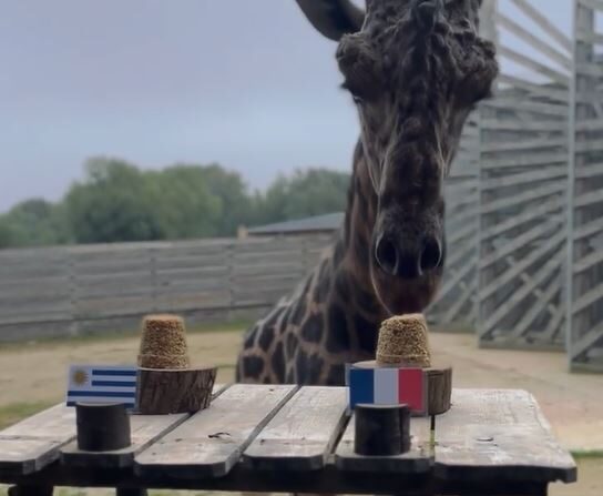 Obano se dirige, sans trop d'hésitation, vers la barbotine coté français. (Capture d'écran de Facebook @Parc de Branféré)