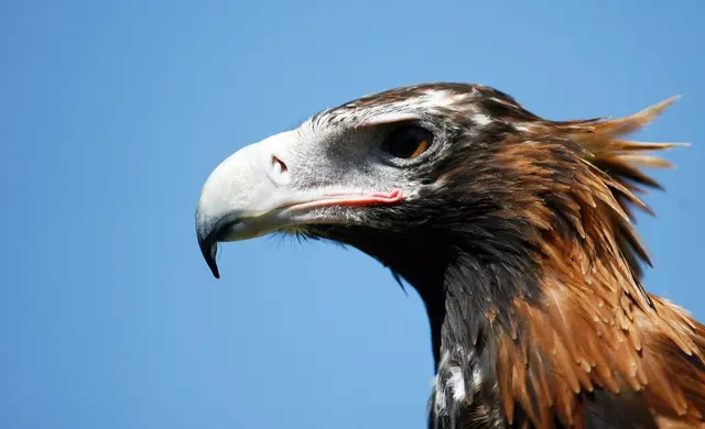 Un aigle à queue cunéiforme, le plus grand oiseau de proie d'Australie. (Mark Kolbe/Getty Images)