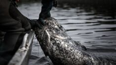 Pêche: un silure de 2,71m pêché dans le Tarn, presque un record !