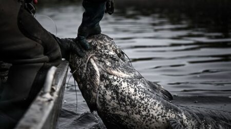 Pêche: un silure de 2,71m pêché dans le Tarn, presque un record !