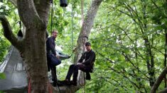 Il s’installe dans le platane devant le ministère de la Transition écologique pour sauver des arbres centenaires de l’abattage