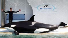 La justice ordonne une expertise sur les orques du Marineland