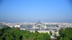 Quand les arbres sont nos meilleurs alliés contre la chaleur urbaine