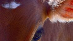 Née avec 6 pattes, Sixtine a frôlé l’abattoir mais elle va finalement vivre paisiblement dans une ferme dans le Vercors