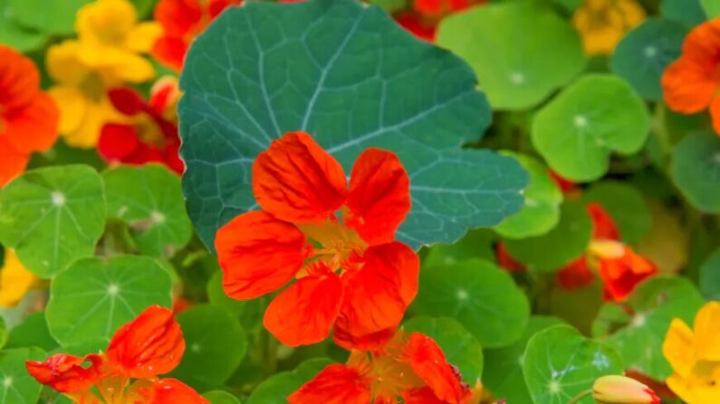 La capucine des jardins est l'un des ingrédients actifs de l'Angocin, une plante médicinale produite et vendue en Allemagne. (Pukhov K/Shutterstock)