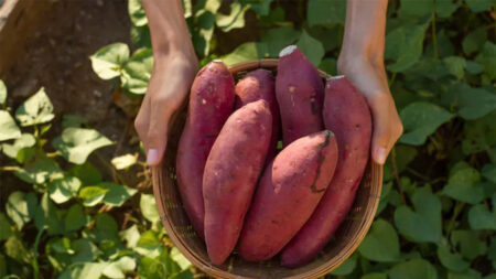 Patates douces : un concentré nutritionnel pour la santé des yeux, le contrôle de la glycémie et la réduction de l’inflammation