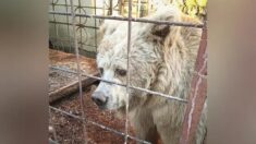 Une vieille ourse de cirque ayant vécu dans une cage minuscule pendant 20 ans a été sauvée et connaît maintenant la liberté dans un sanctuaire