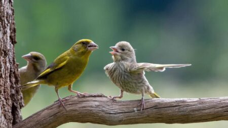 Les Comedy Wildlife Photography Awards annoncent des finalistes hilarants